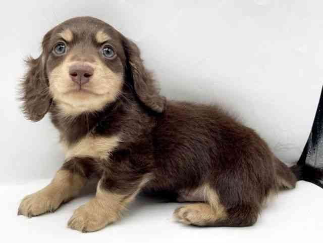 奈良県のミニチュアダックスフンド(ロング) (ひごペットフレンドリートナリエ大和高田店/2025年10月4日生まれ/男の子/チョコレートタン)の子犬の2枚目の画像