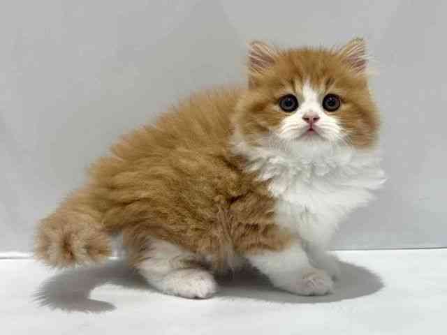 大阪府のスコティッシュフォールド (ひごペットフレンドリーセブンパーク天美店/2025年10月1日生まれ/男の子/レッドタビーホワイト)の子猫の2枚目の画像