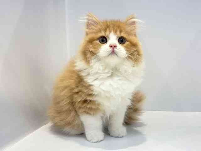 大阪府のスコティッシュフォールド (ひごペットフレンドリーセブンパーク天美店/2025年10月1日生まれ/男の子/レッドタビーホワイト)の子猫の2枚目の画像