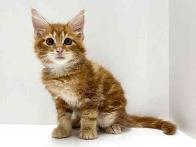 愛知県のメインクーン (ひごペットフレンドリーららぽーと名古屋みなとアクルス店/2025年10月4日生まれ/男の子/レッドタビー)の子猫の2枚目の画像