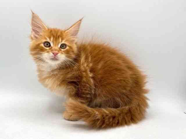 奈良県のメインクーン (ひごペットフレンドリー田原本店/2025年10月4日生まれ/男の子/レッドタビー)の子猫の2枚目の画像