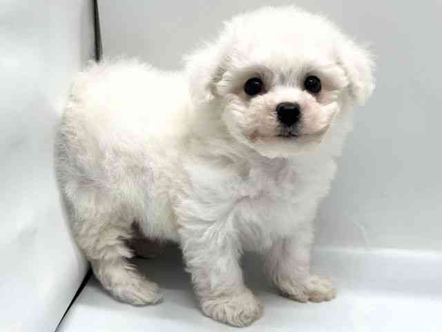 京都府のビションフリーゼ (ひごペットフレンドリー京都店/2025年10月4日生まれ/男の子/ホワイト)の子犬の2枚目の画像