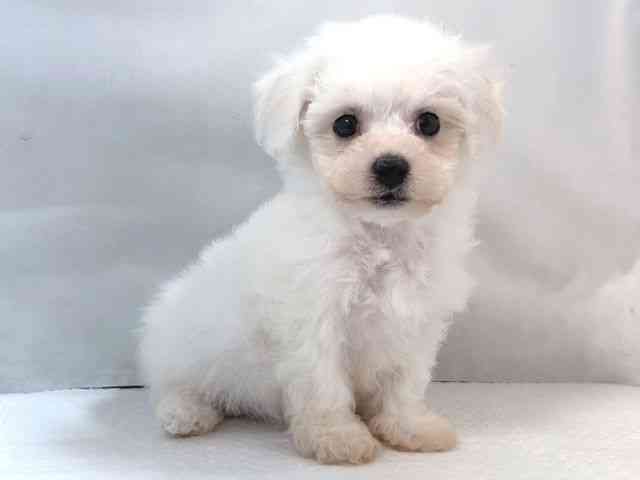 大阪府のビションフリーゼ (ひごペットフレンドリー堺プラットプラット店/2025年10月4日生まれ/男の子/ホワイト)の子犬の2枚目の画像