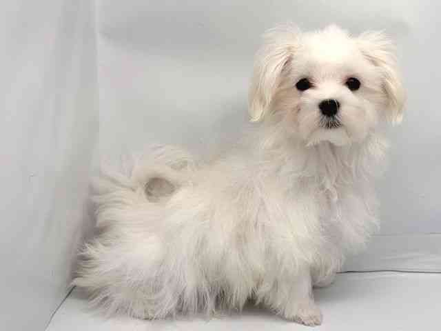 京都府のマルチーズ (ひごペットフレンドリー洛北阪急スクエア店/2025年10月4日生まれ/男の子/ホワイト)の子犬の2枚目の画像