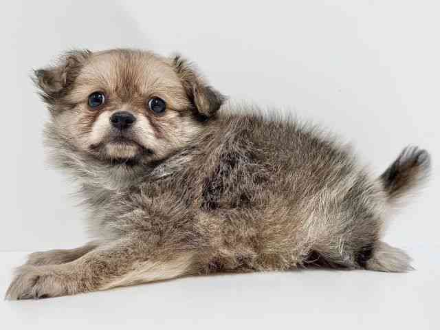 奈良県のポメチワ/チワポメ/ポメチー(ポメラニアン×チワワ) (ひごペットフレンドリーイオンモール橿原ウエスト・ビレッジ店/2025年10月5日生まれ/女の子/オレンジ)の子犬の2枚目の画像