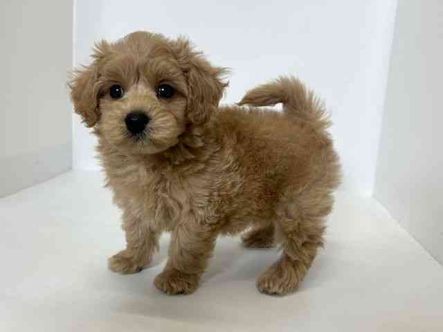 大阪府のハーフ犬・ミックス犬 (ひごペットフレンドリーアクロスプラザ住之江店/2025年10月3日生まれ/男の子/アプリコット)の子犬の2枚目の画像