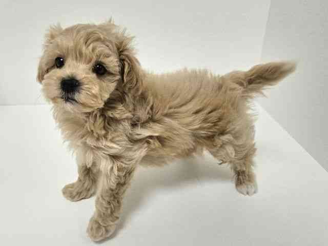 愛知県のマルプー(マルチーズ×プードル) (ひごペットフレンドリーイトーヨーカドー知多店/2025年10月5日生まれ/男の子/アプリコット)の子犬の2枚目の画像