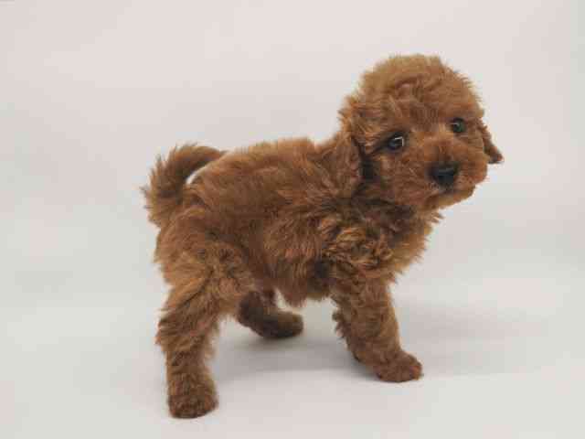 大阪府のトイプードル(トイ) (ひごペットフレンドリー泉ヶ丘店/2025年10月3日生まれ/男の子/レッド)の子犬の2枚目の画像