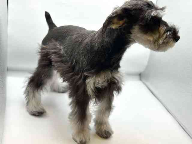 香川県のミニチュアシュナウザー (ひごペットフレンドリーゆめタウン高松店/2025年10月1日生まれ/男の子/ソルトペッパー)の子犬の2枚目の画像