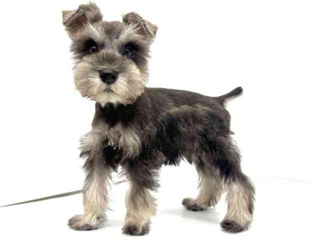 大阪府のミニチュアシュナウザー (ひごペットフレンドリーイオンタウン茨木太田店/2025年10月1日生まれ/男の子/ソルトペッパー)の子犬の2枚目の画像