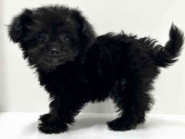 愛知県のハーフ犬・ミックス犬 (ひごペットフレンドリーららぽーと名古屋みなとアクルス店/2025年10月1日生まれ/女の子/ブラック)の子犬の2枚目の画像