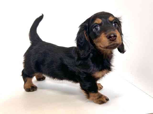 大阪府のミニチュアダックスフンド(ロング) (ひごペットフレンドリーアクロスプラザ住之江店/2025年10月3日生まれ/男の子/ブラックタン)の子犬の2枚目の画像