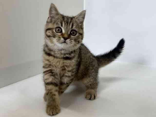 大阪府のスコティッシュフォールド (ひごペットフレンドリーアクロスプラザ住之江店/2025年9月29日生まれ/男の子/ブラウンタビー)の子猫の2枚目の画像