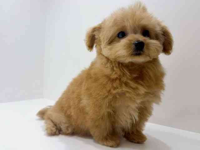 広島県のハーフ犬・ミックス犬 (ひごペットフレンドリーフジグラン神辺店/2025年10月5日生まれ/男の子/クリーム)の子犬の2枚目の画像