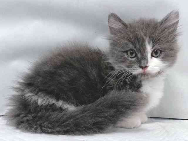 大阪府のミヌエット (ひごペットフレンドリー堺プラットプラット店/2025年10月5日生まれ/男の子/ブルーホワイト)の子猫の2枚目の画像