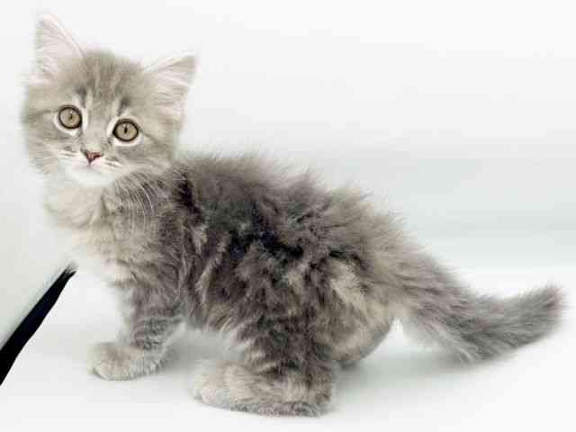 兵庫県のミヌエット (ひごペットフレンドリーコロワ甲子園店/2025年10月5日生まれ/男の子/ブルータビー)の子猫の2枚目の画像