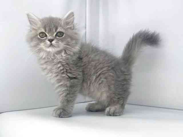 兵庫県のスコティッシュフォールド (ひごペットフレンドリーイオンタウン加古川店/2025年9月28日生まれ/女の子/ブルータビー)の子猫の2枚目の画像