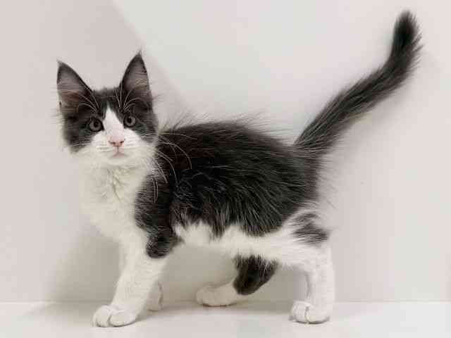 奈良県のメインクーン (ひごペットフレンドリーイオンモール橿原ウエスト・ビレッジ店/2025年10月4日生まれ/男の子/ブルータビーホワイト)の子猫の2枚目の画像