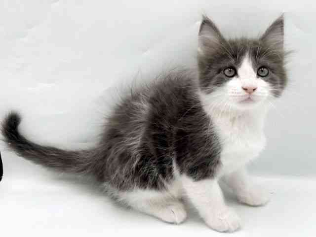 奈良県のメインクーン (ひごペットフレンドリーイオンモール橿原ウエスト・ビレッジ店/2025年10月4日生まれ/男の子/ブルータビーホワイト)の子猫の2枚目の画像