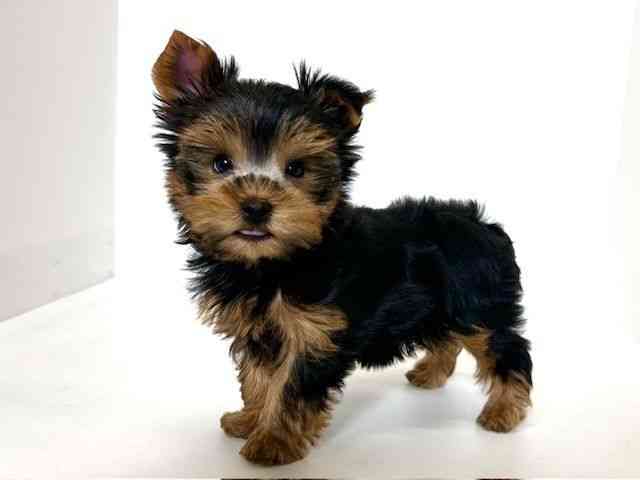 大阪府のヨークシャーテリア (ひごペットフレンドリーアクロスプラザ住之江店/2025年10月4日生まれ/女の子/スチールブルータン)の子犬の2枚目の画像