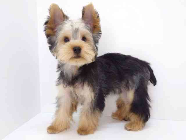 大阪府のヨークシャーテリア (ひごペットフレンドリーいこらもーる泉佐野店/2025年10月4日生まれ/女の子/スチールブルータン)の子犬の2枚目の画像