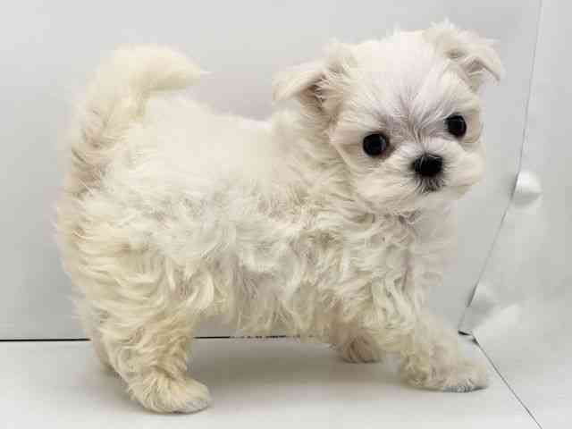 兵庫県のマルチーズ (ひごペットフレンドリークラウンパーク伊丹店/2025年10月2日生まれ/男の子/ホワイト)の子犬の2枚目の画像
