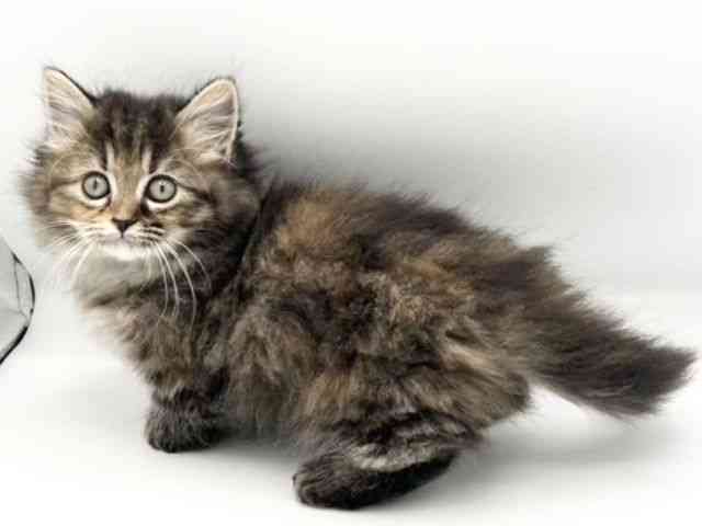 京都府のミヌエット (ひごペットフレンドリーイオンモール高の原店/2025年10月4日生まれ/女の子/ブラウンパッチドタビー)の子猫の2枚目の画像