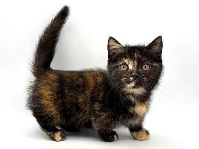 奈良県のマンチカン (ひごペットフレンドリー田原本店/2025年9月29日生まれ/女の子/トーティーシェル)の子猫の2枚目の画像