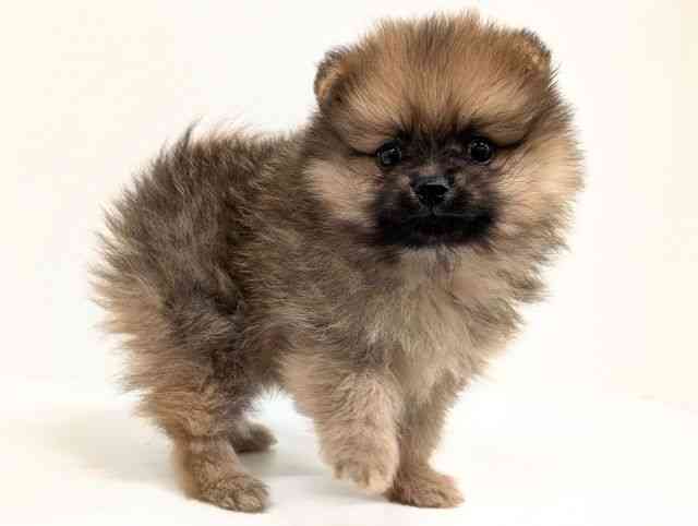 福岡県のポメラニアン (ひごペットフレンドリーリバーウォーク北九州店/2025年10月3日生まれ/男の子/オレンジ)の子犬の2枚目の画像