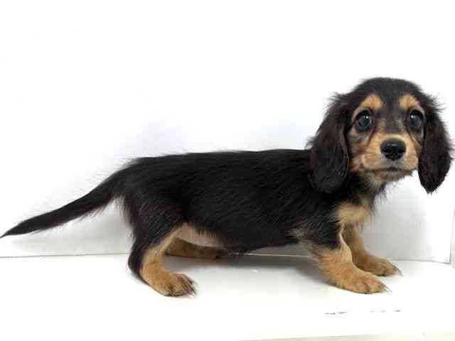 大阪府のミニチュアダックスフンド(ロング) (ひごペットフレンドリーベルファⅡ都島店/2025年10月5日生まれ/女の子/ブラックタン)の子犬の2枚目の画像