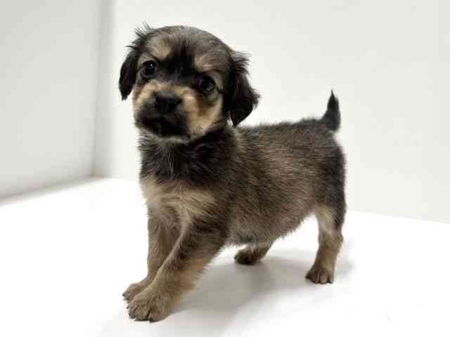 愛知県のチワックス(チワワ×ダックス) (ひごペットフレンドリーららぽーと名古屋みなとアクルス店/2025年10月4日生まれ/女の子/レッド)の子犬の2枚目の画像