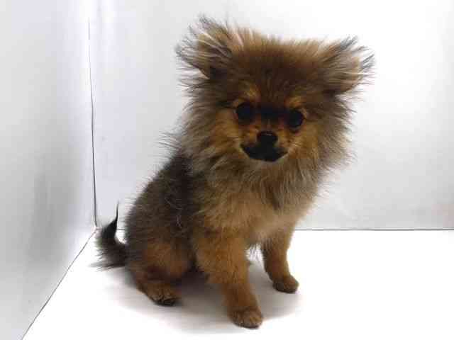 奈良県のポメラニアン (ひごペットフレンドリー奈良パワーシティ店/2025年10月2日生まれ/男の子/オレンジセーブル)の子犬の2枚目の画像