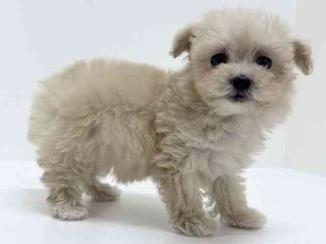 大阪府のマルプー(マルチーズ×プードル) (ひごペットフレンドリーくずはモール店/2025年10月3日生まれ/女の子/クリーム)の子犬の2枚目の画像