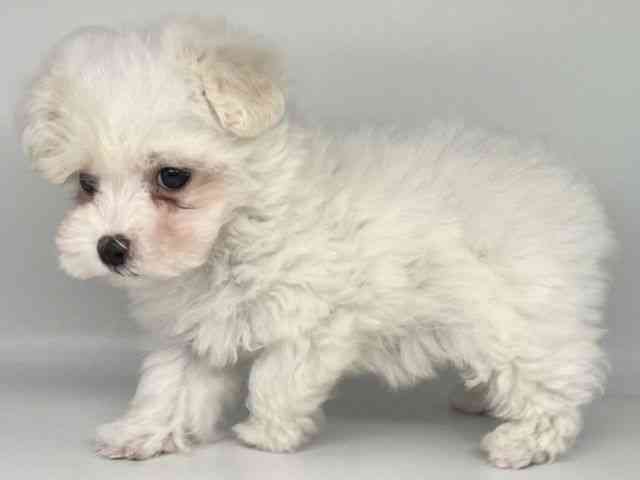 徳島県のマルプー(マルチーズ×プードル) (ひごペットフレンドリーゆめタウン徳島店/2025年10月3日生まれ/女の子/ホワイト)の子犬の2枚目の画像