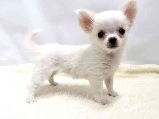 広島県のチワワ(ロング) (ひごペットフレンドリーゆめタウン廿日市店/2025年10月4日生まれ/女の子/ホワイトクリーム)の子犬の2枚目の画像