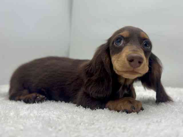 島根県のミニチュアダックスフンド(ロング) (ひごペットフレンドリーイオンモール出雲店/2025年10月2日生まれ/男の子/チョコレートタン)の子犬の2枚目の画像