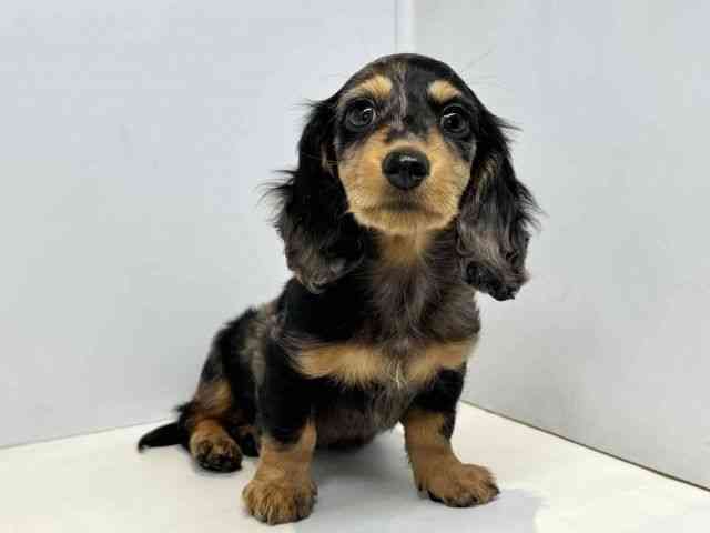 大阪府のミニチュアダックスフンド(ロング) (ひごペットフレンドリーセブンパーク天美店/2025年10月3日生まれ/男の子/シルバーダップル)の子犬の2枚目の画像