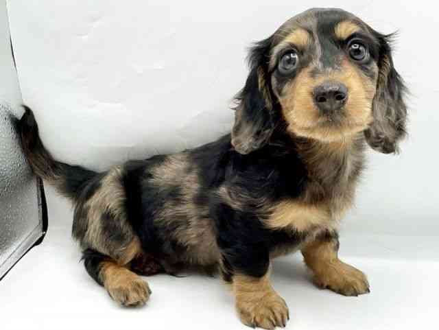 奈良県のミニチュアダックスフンド(ロング) (ひごペットフレンドリートナリエ大和高田店/2025年10月3日生まれ/男の子/シルバーダップル)の子犬の2枚目の画像