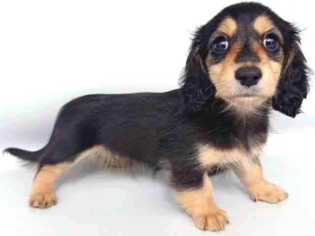 大阪府のミニチュアダックスフンド(ロング) (ひごペットフレンドリー岸和田店/2025年8月23日生まれ/男の子/ブラックイエロー)の子犬の2枚目の画像