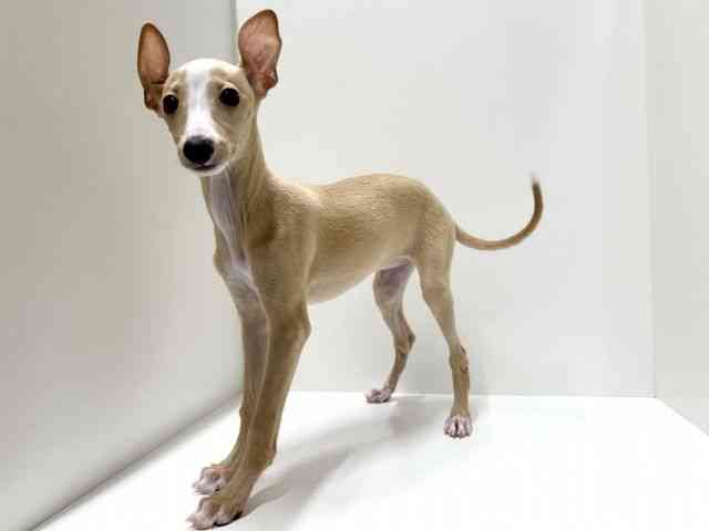 愛知県のイタリアングレーハウンド (ひごペットフレンドリーららぽーと名古屋みなとアクルス店/2025年8月21日生まれ/女の子/クリームホワイト)の子犬の2枚目の画像