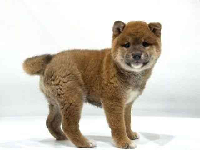 愛知県の柴犬(標準サイズ) (ひごペットフレンドリーヴィアモール アピタ江南西店/2025年9月30日生まれ/男の子/赤)の子犬の2枚目の画像