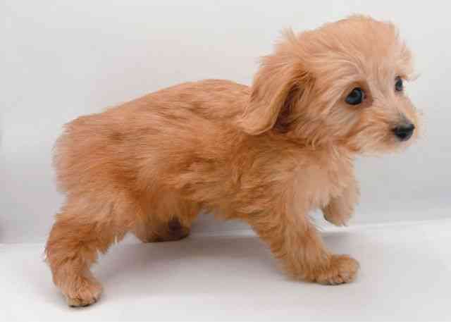 島根県のチワックス(チワワ×ダックス) (ひごペットフレンドリーイオン松江ショッピングセンター店/2025年10月1日生まれ/女の子/レッド)の子犬の2枚目の画像