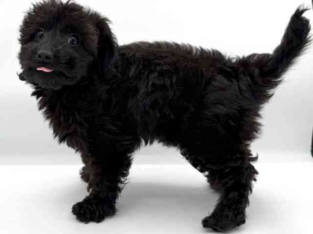 大阪府のダップー(ダックス×プードル) (ひごペットフレンドリーイオンそよら海老江店/2025年9月25日生まれ/女の子/ブリンドル)の子犬の2枚目の画像