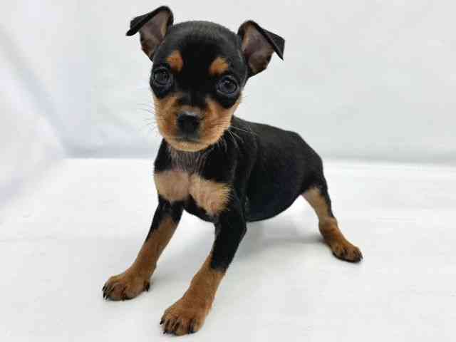 大阪府のミニチュアピンシャー (ひごペットフレンドリーイトーヨーカドー津久野店/2025年10月4日生まれ/女の子/ブラックタン)の子犬の2枚目の画像