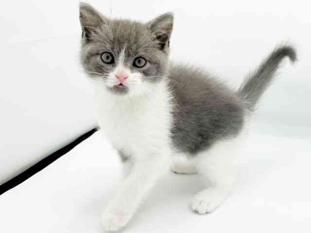 兵庫県のスコティッシュフォールド (ひごペットフレンドリーコロワ甲子園店/2025年10月4日生まれ/男の子/ブルーホワイト)の子猫の2枚目の画像