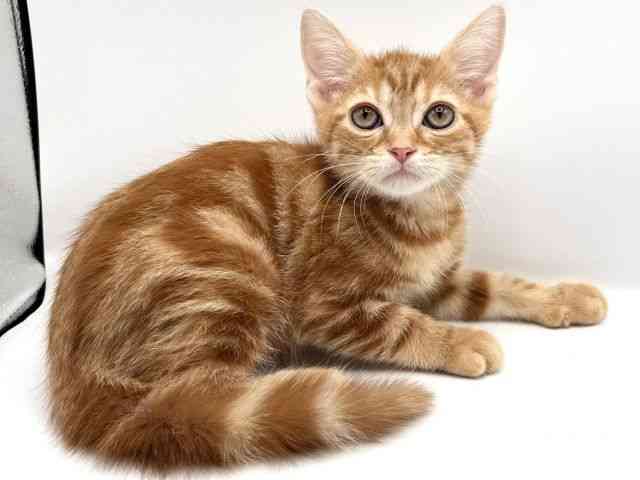 京都府のアメリカンショートヘアー (ひごペットフレンドリーイオンモール高の原店/2025年10月4日生まれ/男の子/レッドタビー)の子猫の2枚目の画像