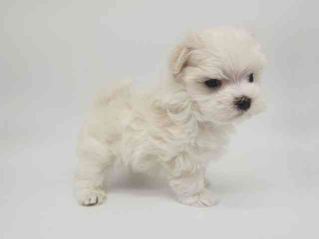 大阪府のマルチーズ (ひごペットフレンドリー泉ヶ丘店/2025年10月2日生まれ/男の子/ホワイト)の子犬の2枚目の画像