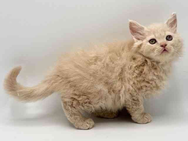 大阪府のセルカークレックス (ひごペットフレンドリーみのおキューズモール店/2025年10月6日生まれ/女の子/クリーム)の子猫の2枚目の画像