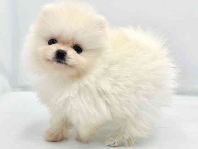 大阪府のポメラニアン (ひごペットフレンドリーイトーヨーカドー津久野店/2025年10月3日生まれ/女の子/ホワイト)の子犬の2枚目の画像