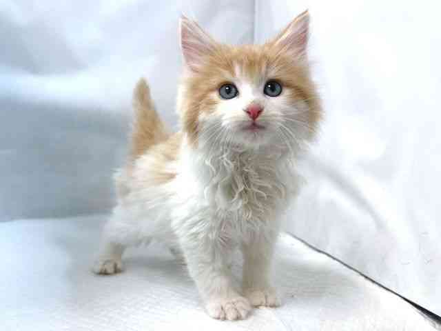 大阪府のノルウェージャンフォレストキャット (ひごペットフレンドリー堺プラットプラット店/2025年10月5日生まれ/男の子/レッドタビーホワイト)の子猫の2枚目の画像